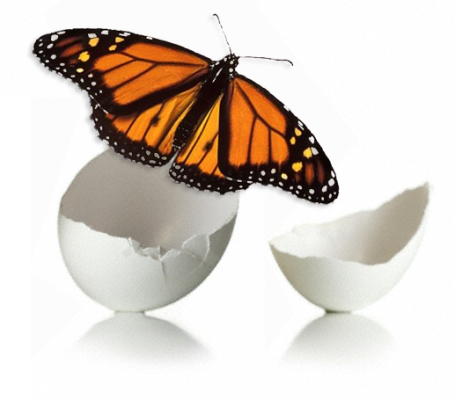 butterfly_egg